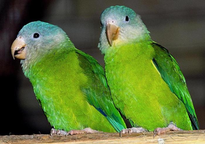 Grey Cheeked Parakeet