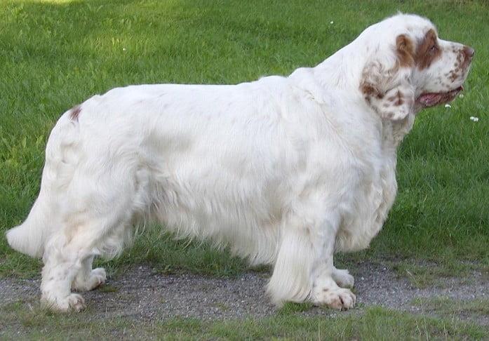 Clumber Spaniel