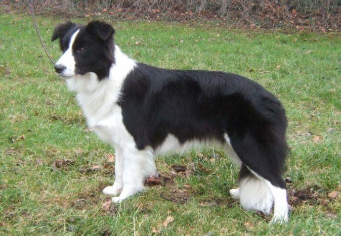 The Ultimate Guide to Collie Dogs: Characteristics, Care, and History