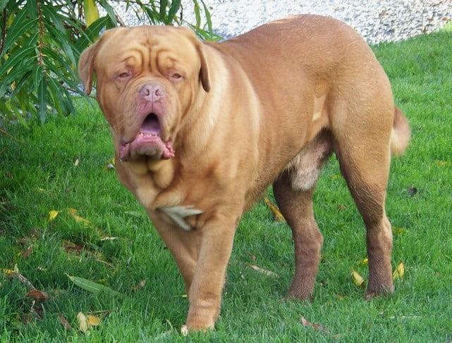 Discovering the Dogue de Bordeaux: A Comprehensive Guide to This Majestic Breed
