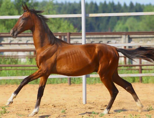 Don Horse