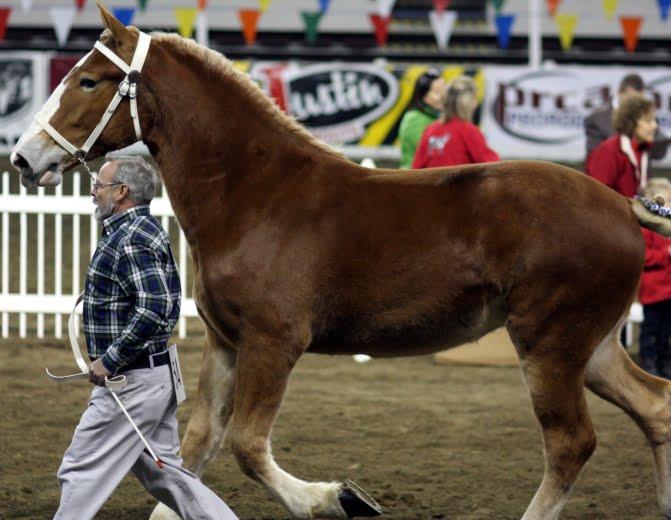 Draft Horse Showing