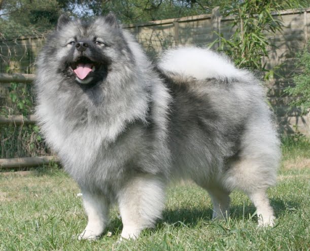 Dutch Keeshond - The Netherlands National Dog