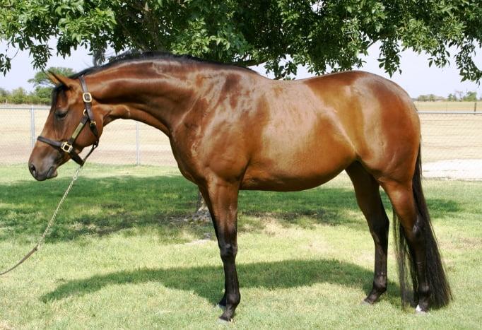 Dutch Warmblood