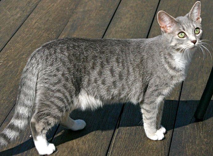 Egyptian Mau