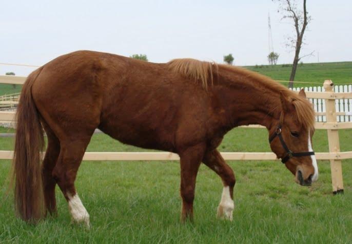 EINSIEDLER and FREIBERGER Horses - Swiss Warmblood