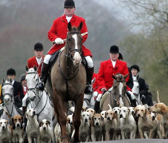 Fox Hunting