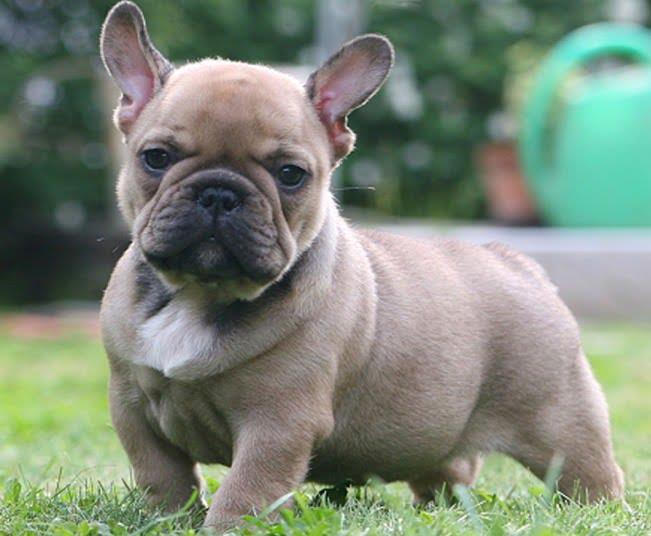 Comprehensive Guide to Caring for Your French Bulldog