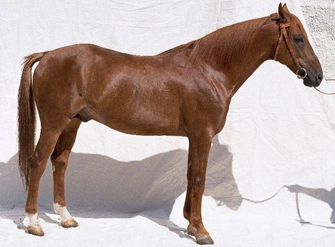 French Trotter - Norman Trotter