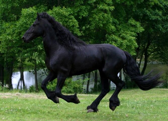 Friesian Horse