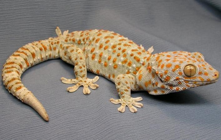 Geckos