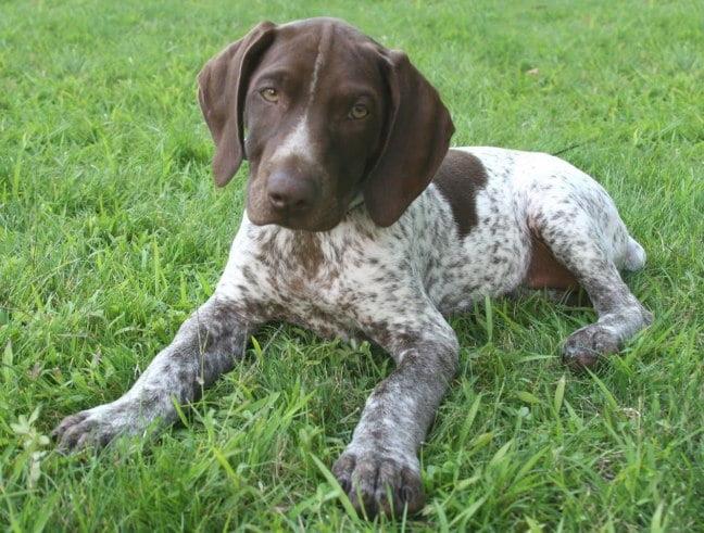 The Ultimate Guide to the German Shorthaired Pointer: History, Care, and Characteristics