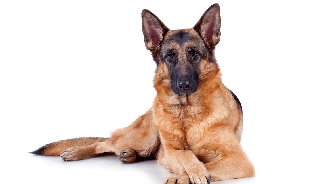 The Ultimate Guide to German Shepherd Dogs: History, Care, and Characteristics