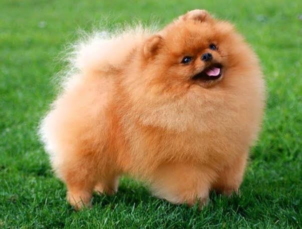 German Spitz