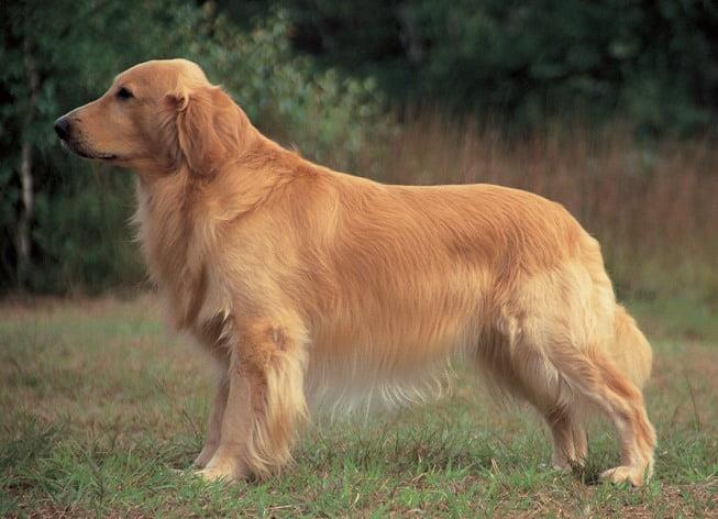 The Ultimate Guide to Golden Retrievers: Everything You Need to Know