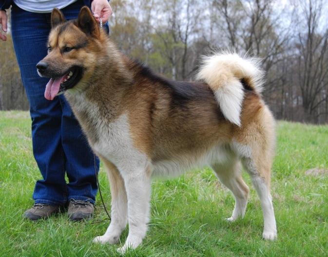 Greenland Dog