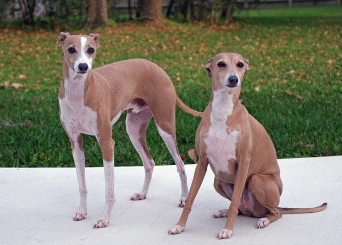 Greyhounds as Pets: A Comprehensive Guide for Australian Families