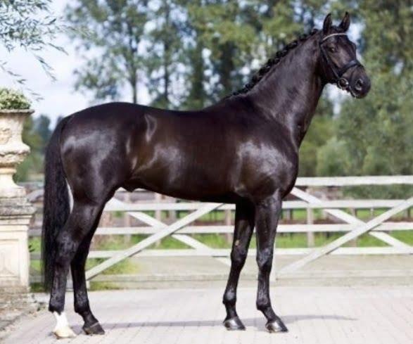 Groningen and Gelderlander Horses