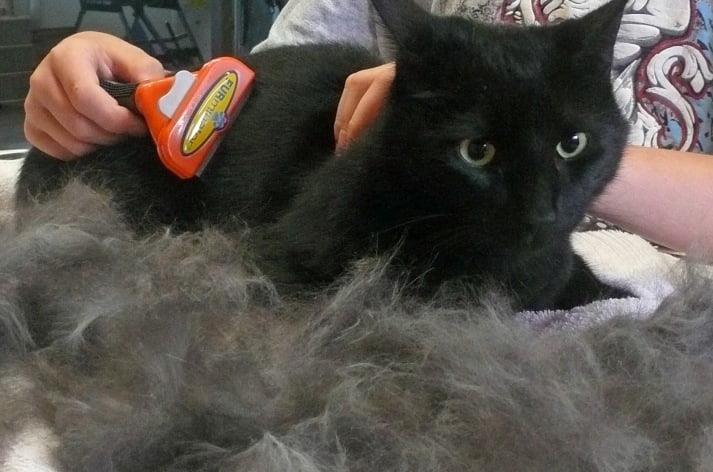 Essential Cat Grooming Tips for Australian Pet Owners