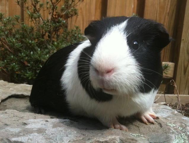 Guinea Pigs