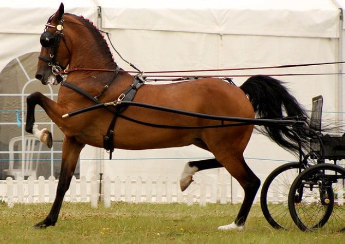 The Hackney Horse: A Comprehensive Guide to This Elegant Breed