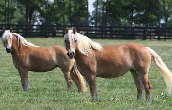 Haflinger Pony