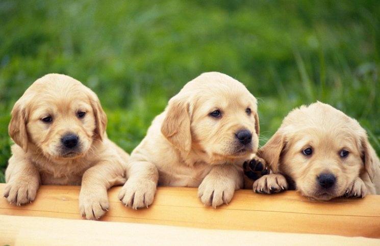How to choose a Pet