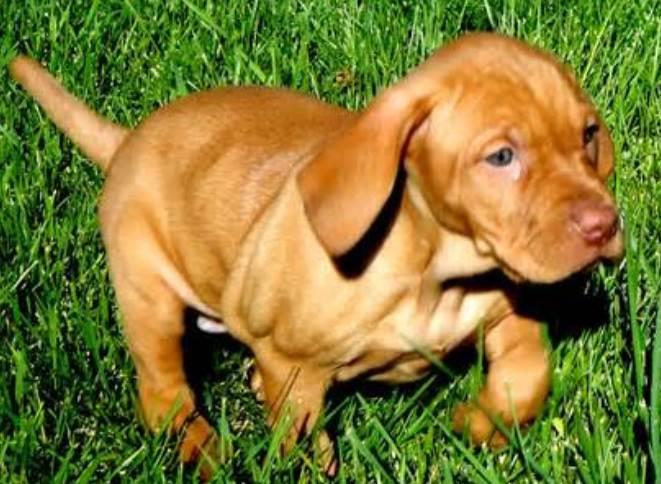 Discovering the Hungarian Vizsla: A Comprehensive Guide to This Elegant Breed