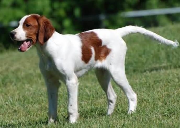 Discover the Irish Red and White Setter: A Comprehensive Guide