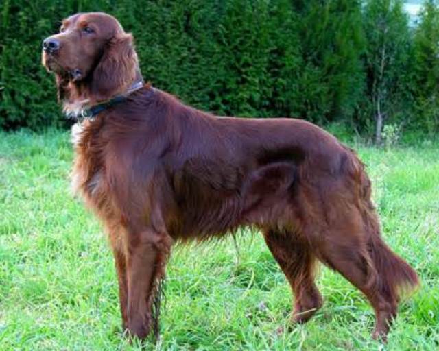 Discovering the Irish Setter: A Guide to This Elegant Breed