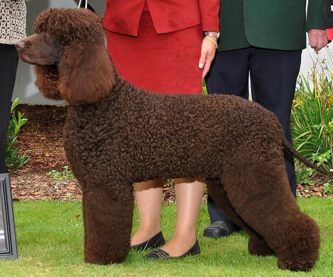 Irish Water Spaniel