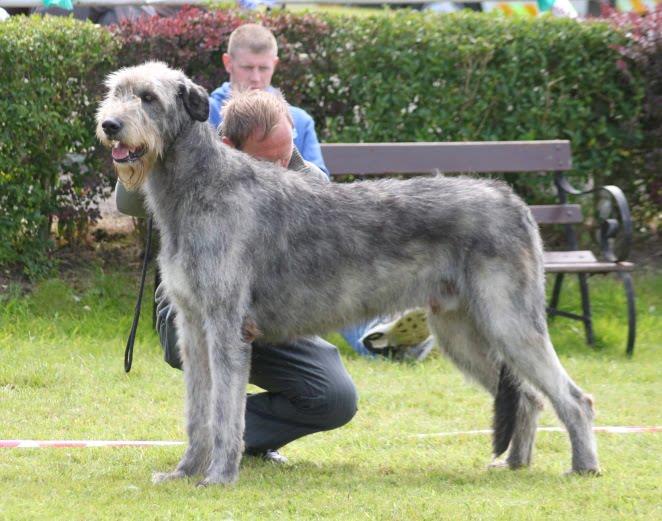 Irish Wolfhound