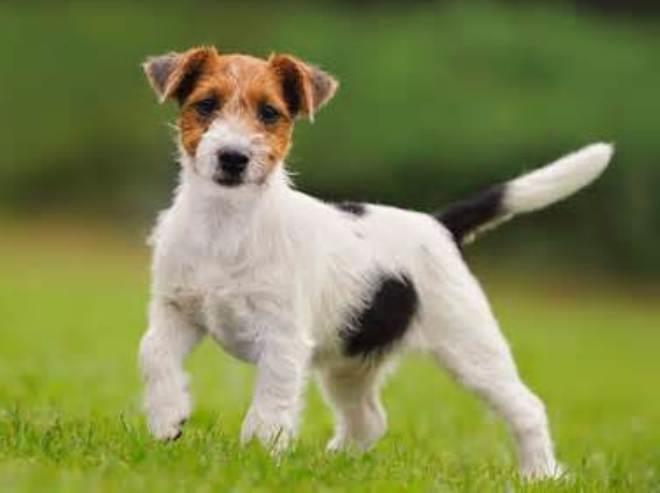 Jack Russell Terrier: A Comprehensive Guide to This Energetic Breed
