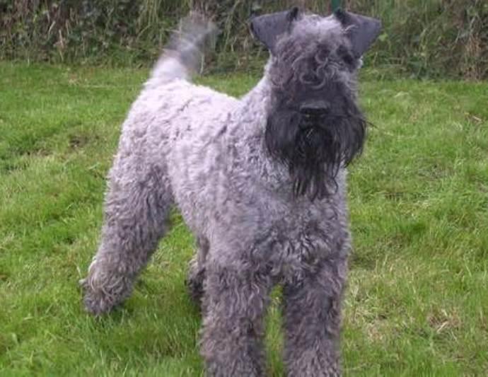 Kerry Blue Terrier