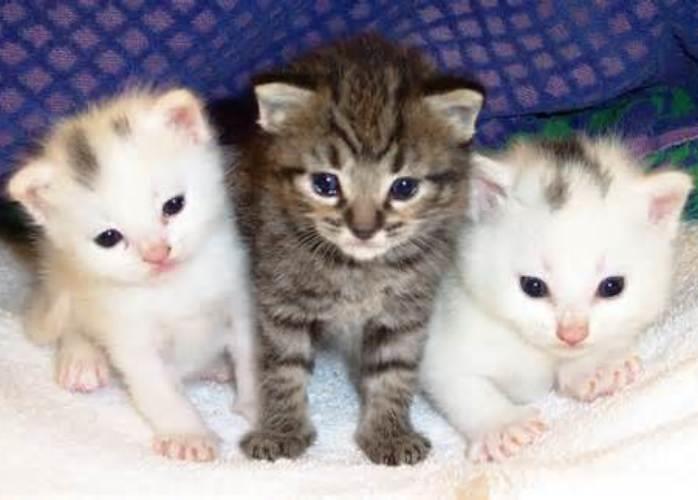 Kitten Care Guide: Essential Tips for Raising a Happy and Healthy Kitten