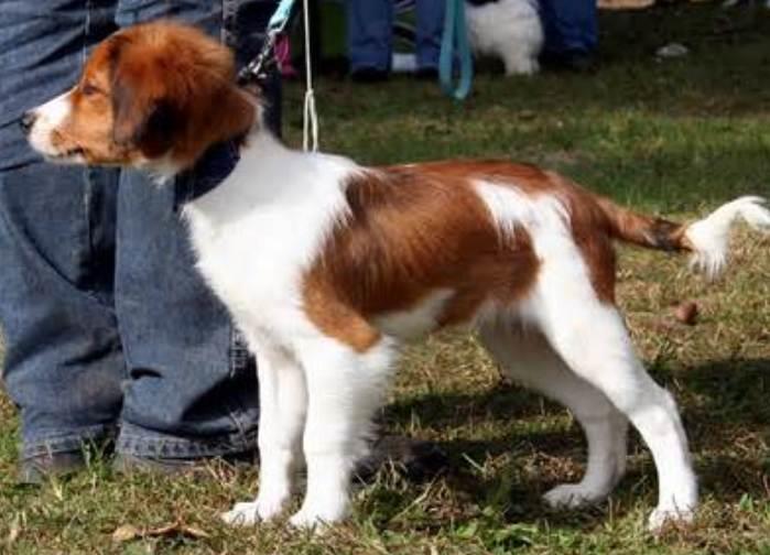 Kooikerhondje