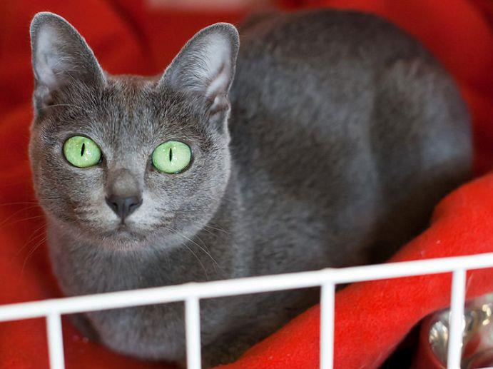 Korat Cat