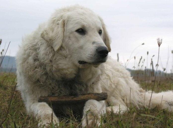 Kuvasz SheepDog