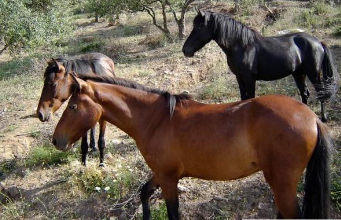 Messara Horse (Cretan horse)