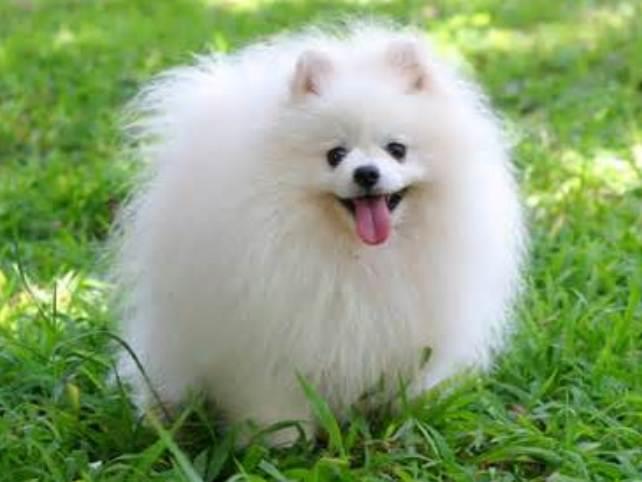 The Ultimate Guide to Pomeranians: Everything You Need to Know