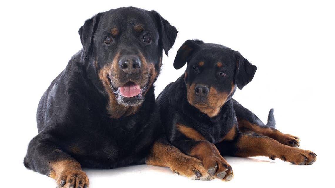 Rottweiler Pets: A Comprehensive Guide for Australian Owners