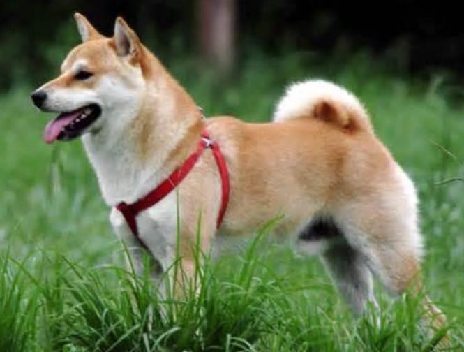 Shiba Inu: A Comprehensive Guide to Japan's Beloved Dog Breed