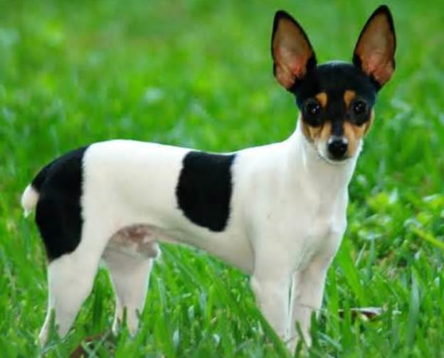The Ultimate Guide to Toy Fox Terriers: Everything You Need to Know