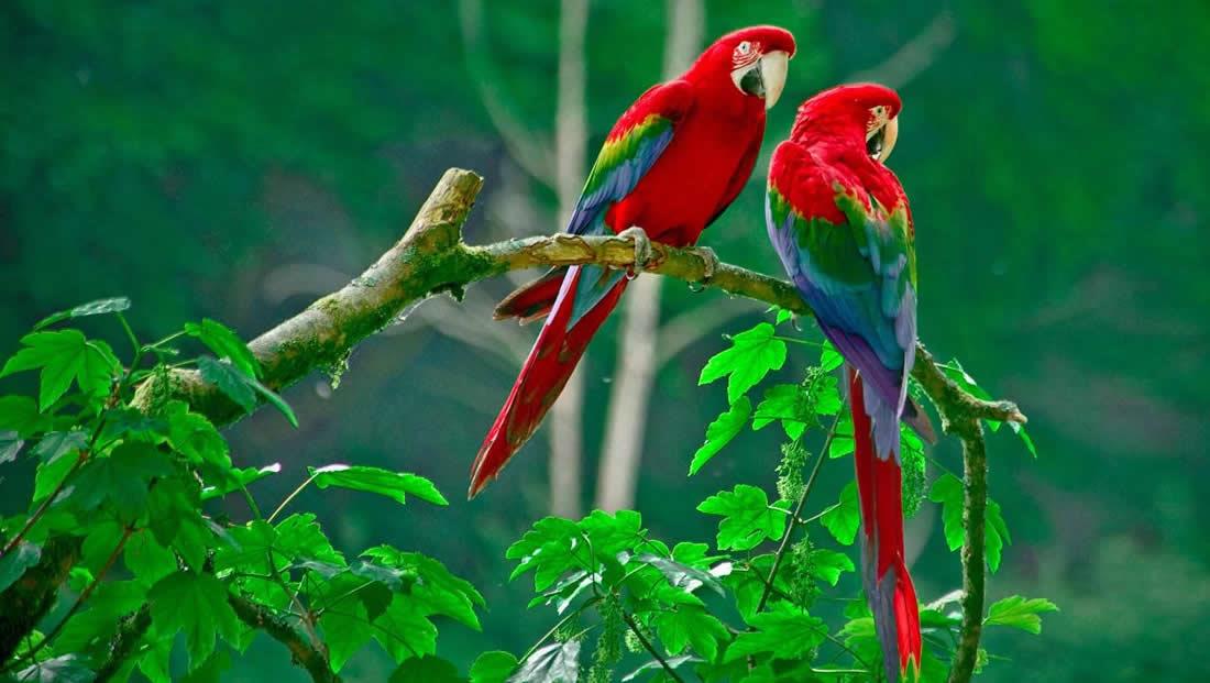 Birds as Pets: A Comprehensive Guide for Australian Bird Enthusiasts