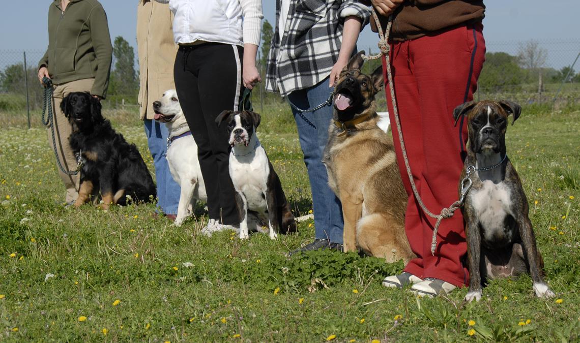 The Ultimate Guide to Dogs as Pets: Everything You Need to Know