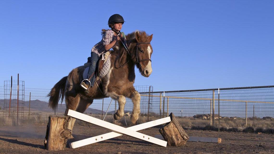 Horses as Pets