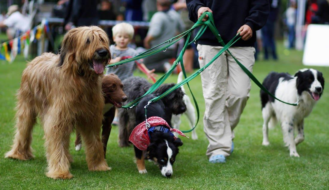 How to Choose the Right Dog Breed for Your Lifestyle