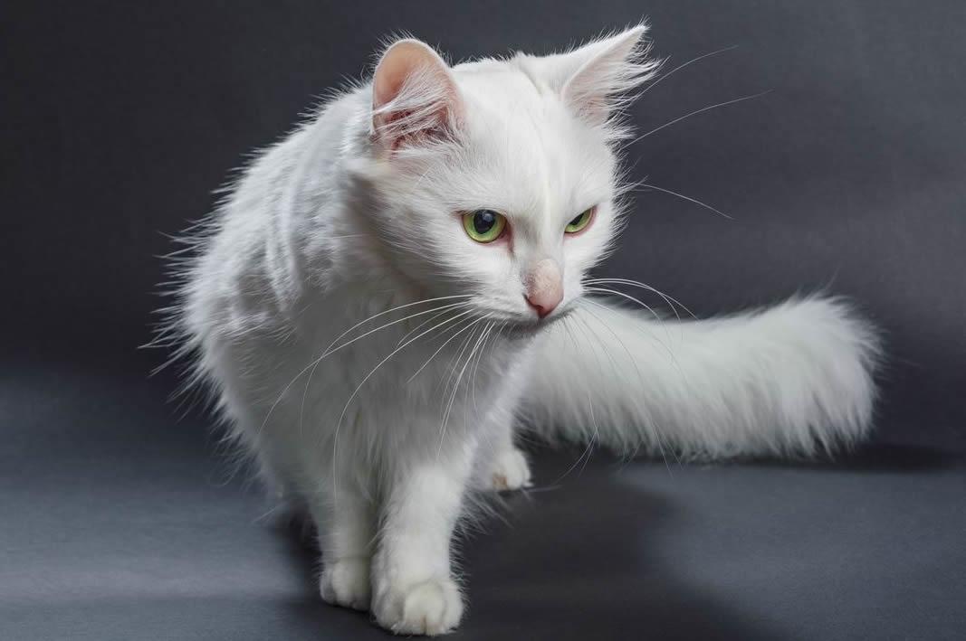 Angora Cat