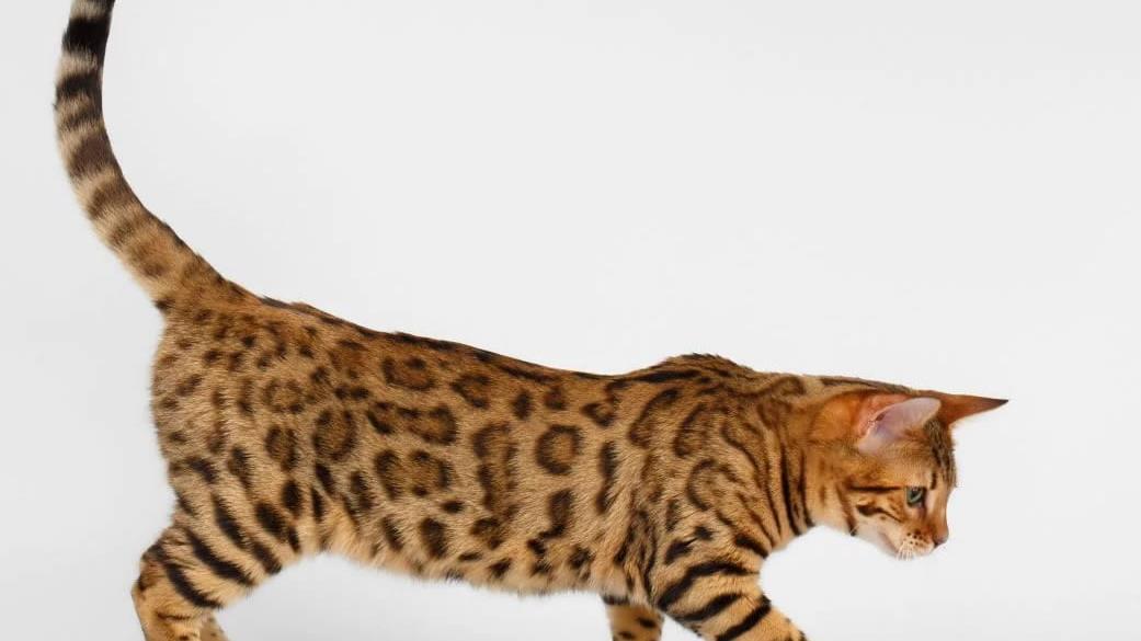 California spangled cat