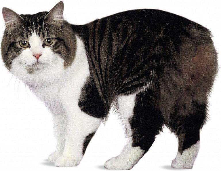 Cymric Cat